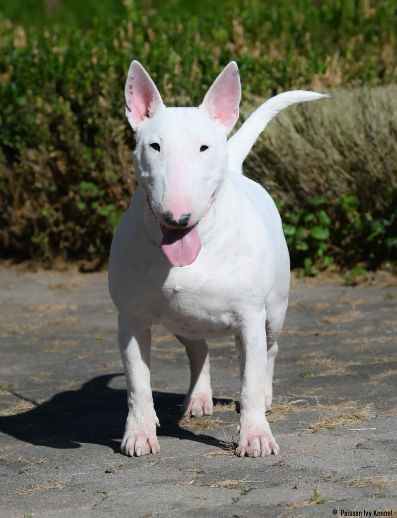 Poisson Ivy La La Land