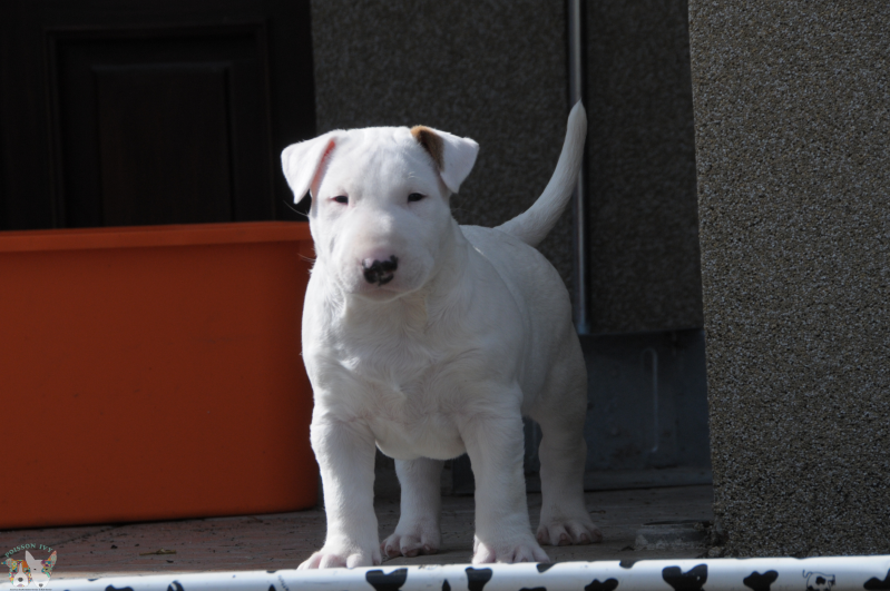 Poisson Ivy Eye Opener