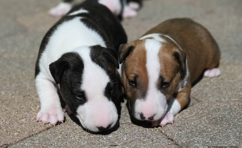 bull terrier puppy
