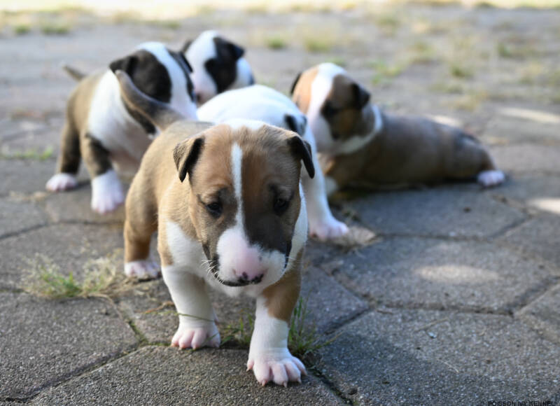 bull terrier puppy