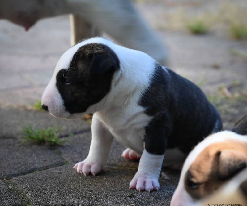 bull terrier puppy