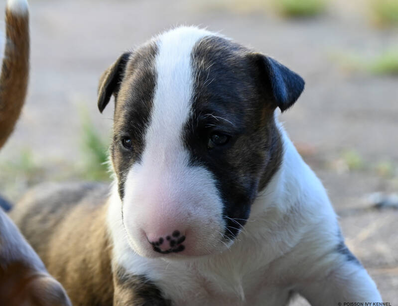 bull terrier puppy