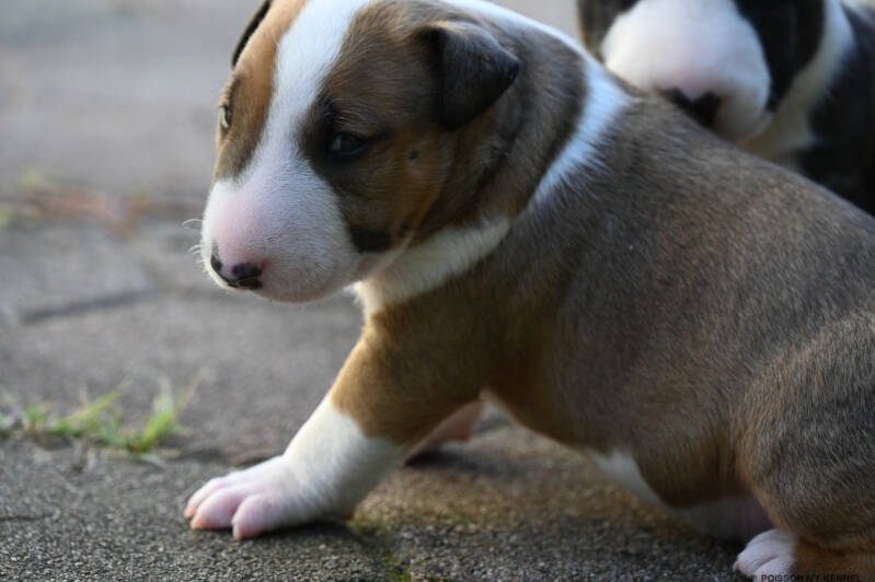 bull terrier puppy