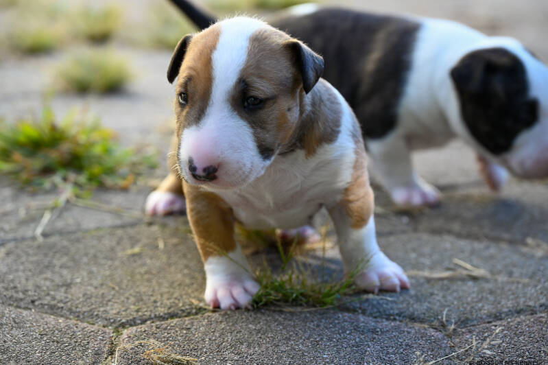 bull terrier puppy