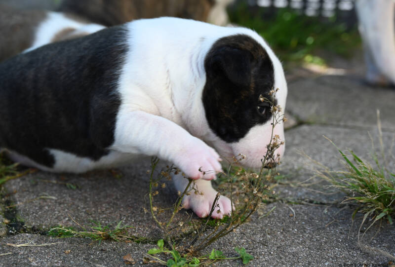 bull terrier puppy