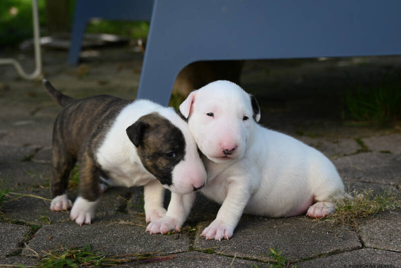 bull terrier puppy