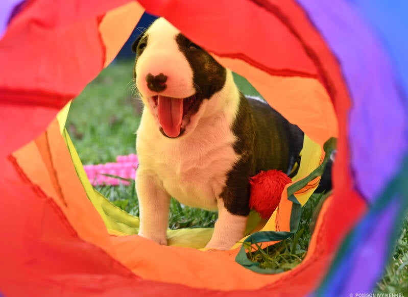 bull terrier puppy