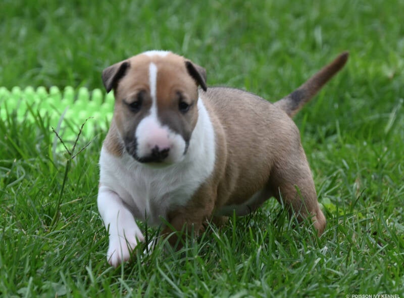 bull terrier puppy
