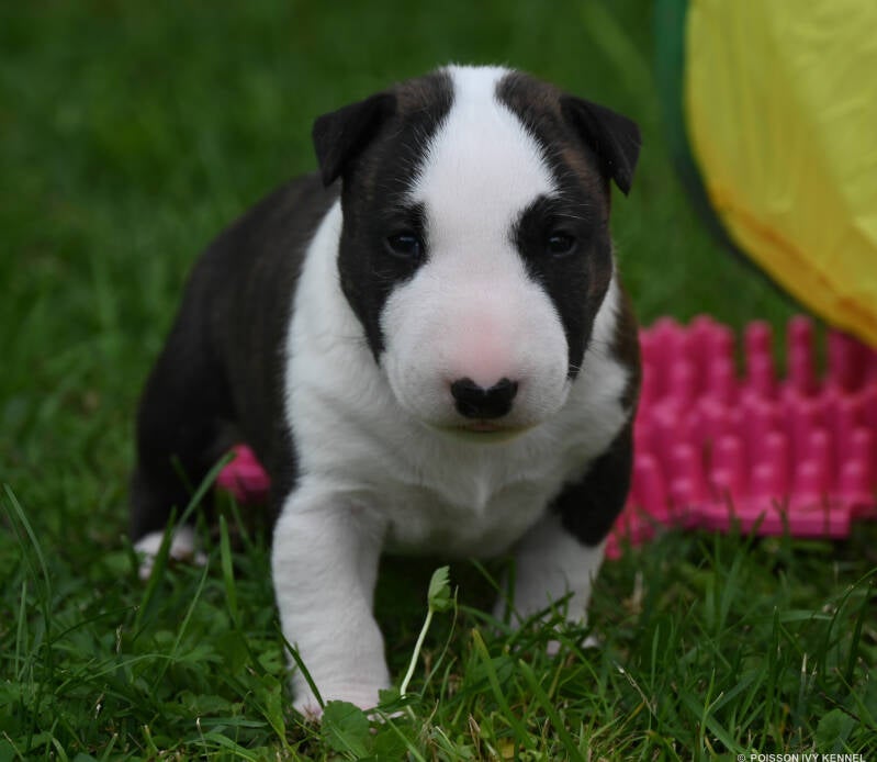 bull terrier puppy