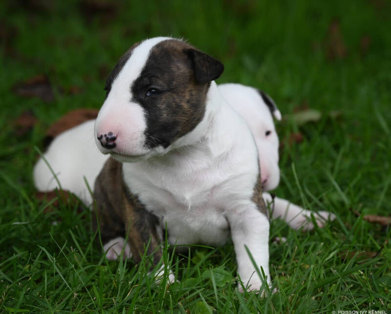 bull terrier puppy