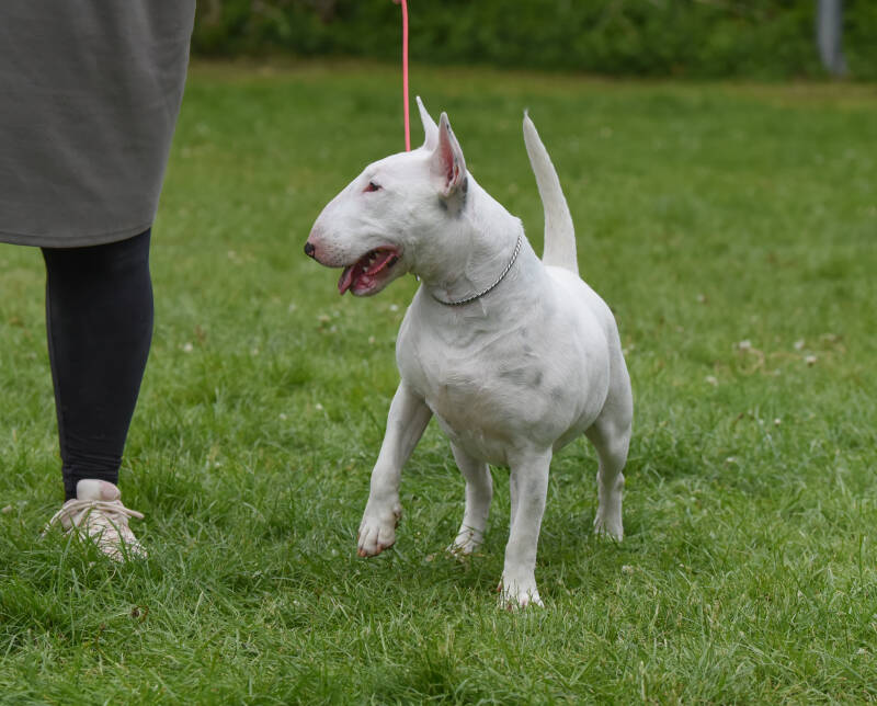 Poisson Ivy La La Land