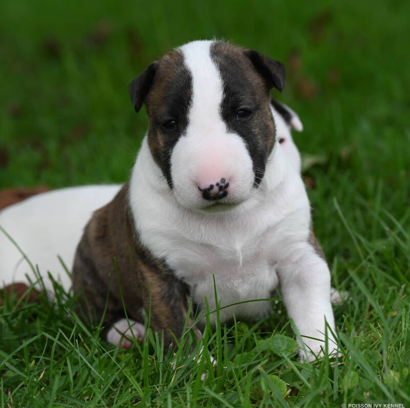 bull terrier puppy