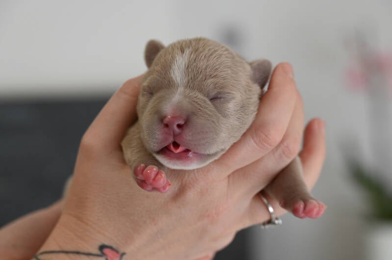 AMERICAN BULLY POCKET