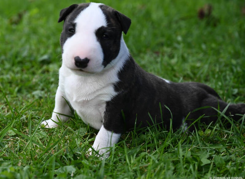 bull terrier puppy
