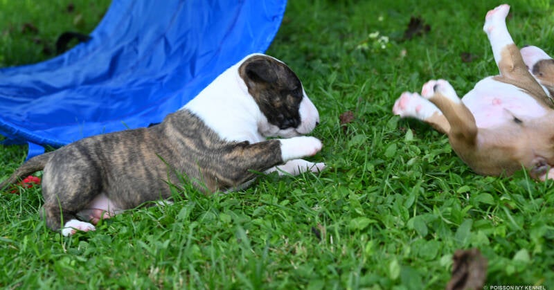 bull terrier puppy