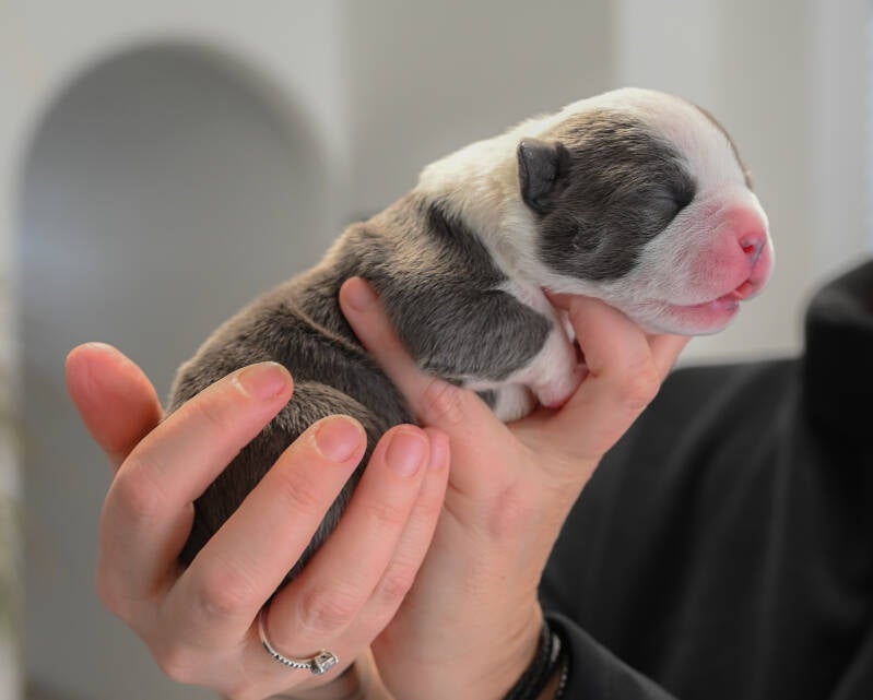 AMERICAN BULLY POCKET