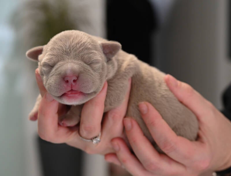 AMERICAN BULLY POCKET