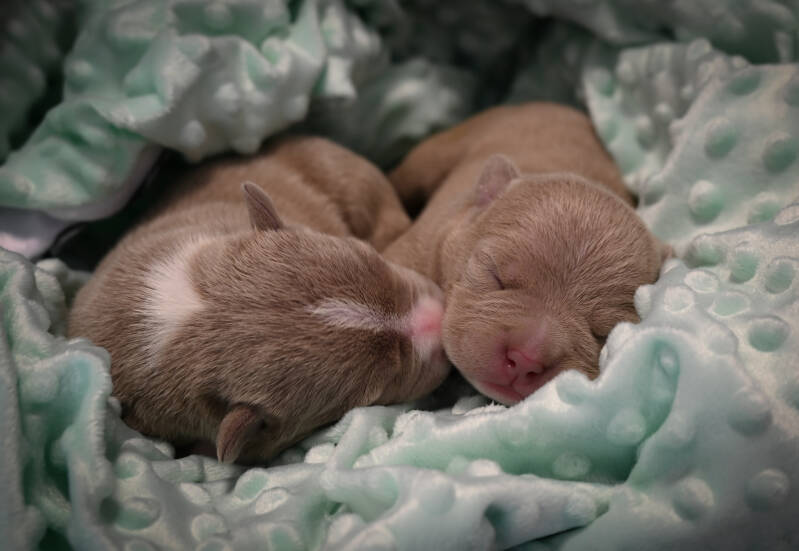 AMERICAN BULLY POCKET