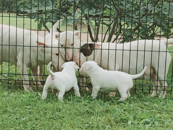 bull terrier mladički