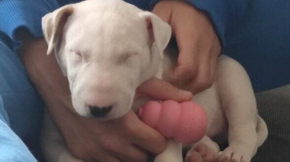 bull terrier mladički
