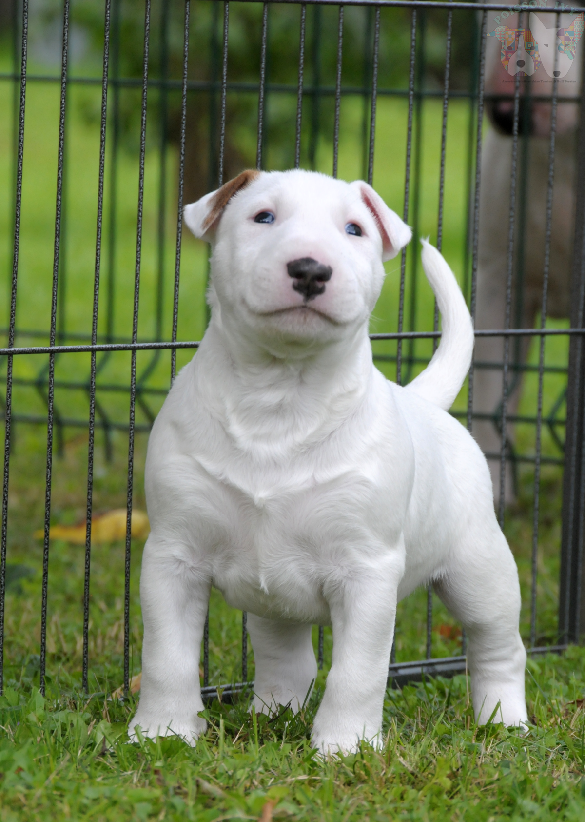 Poisson Ivy – FCI Bull Terrier Puppies