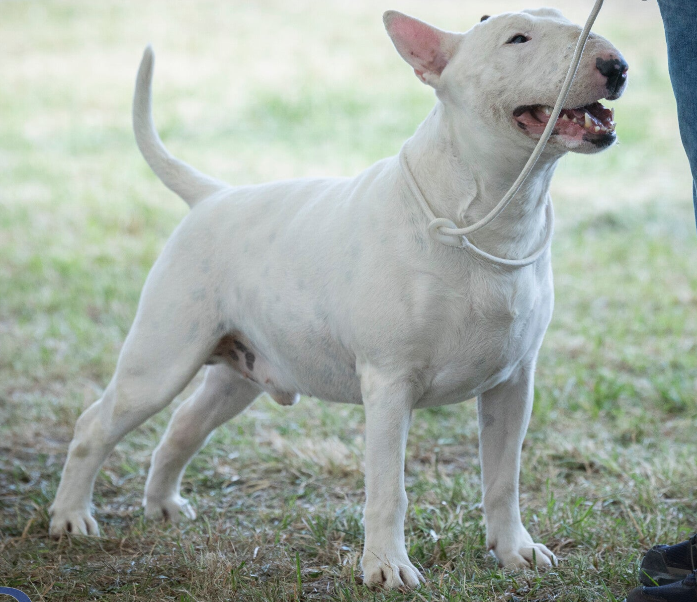 bull terrier slovenija