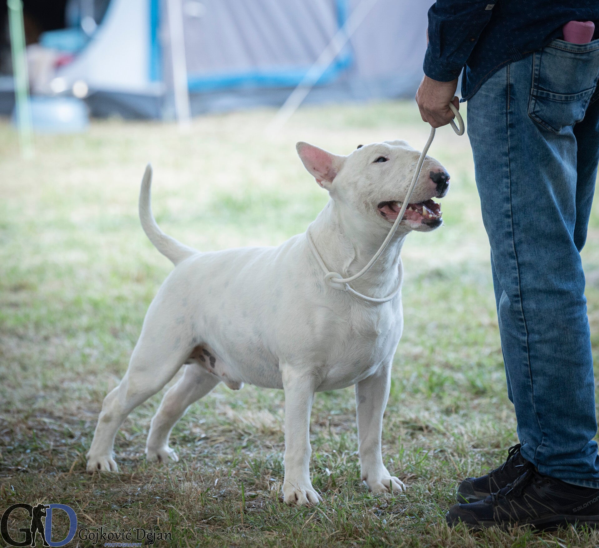 Ice Court Cookie Dough