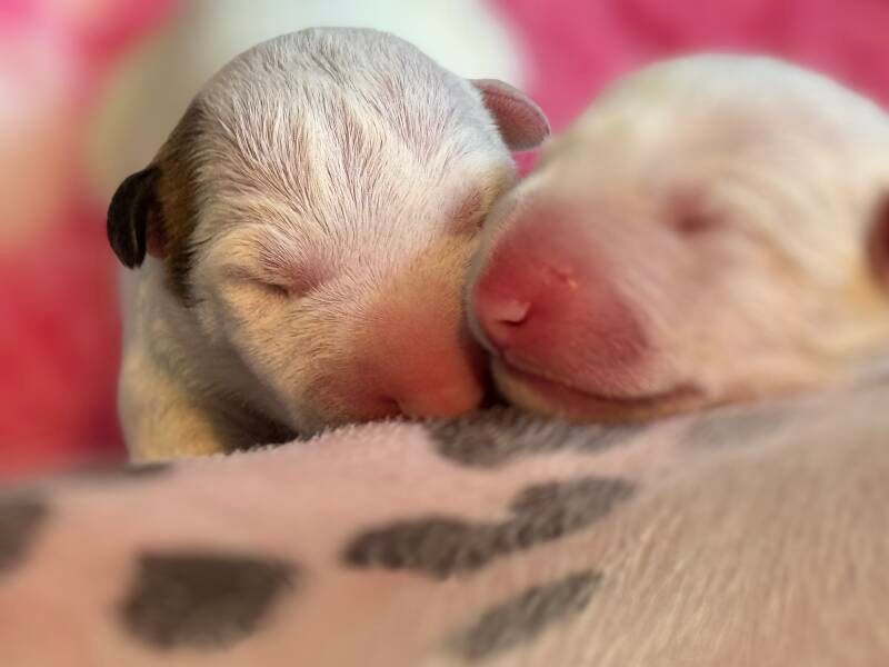 bull terrier slovenija