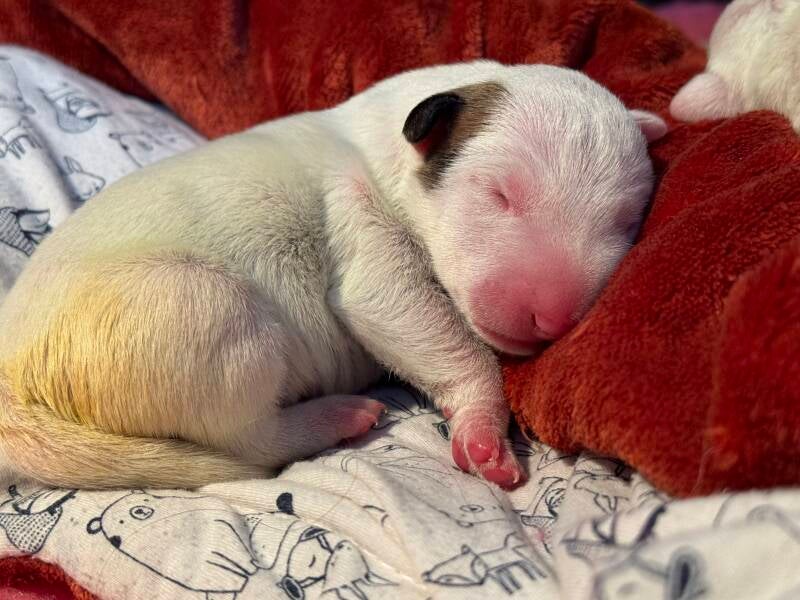 bull terrier mladički