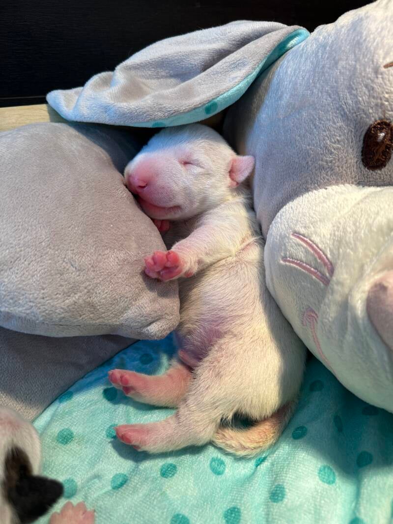 bull terrier mladički