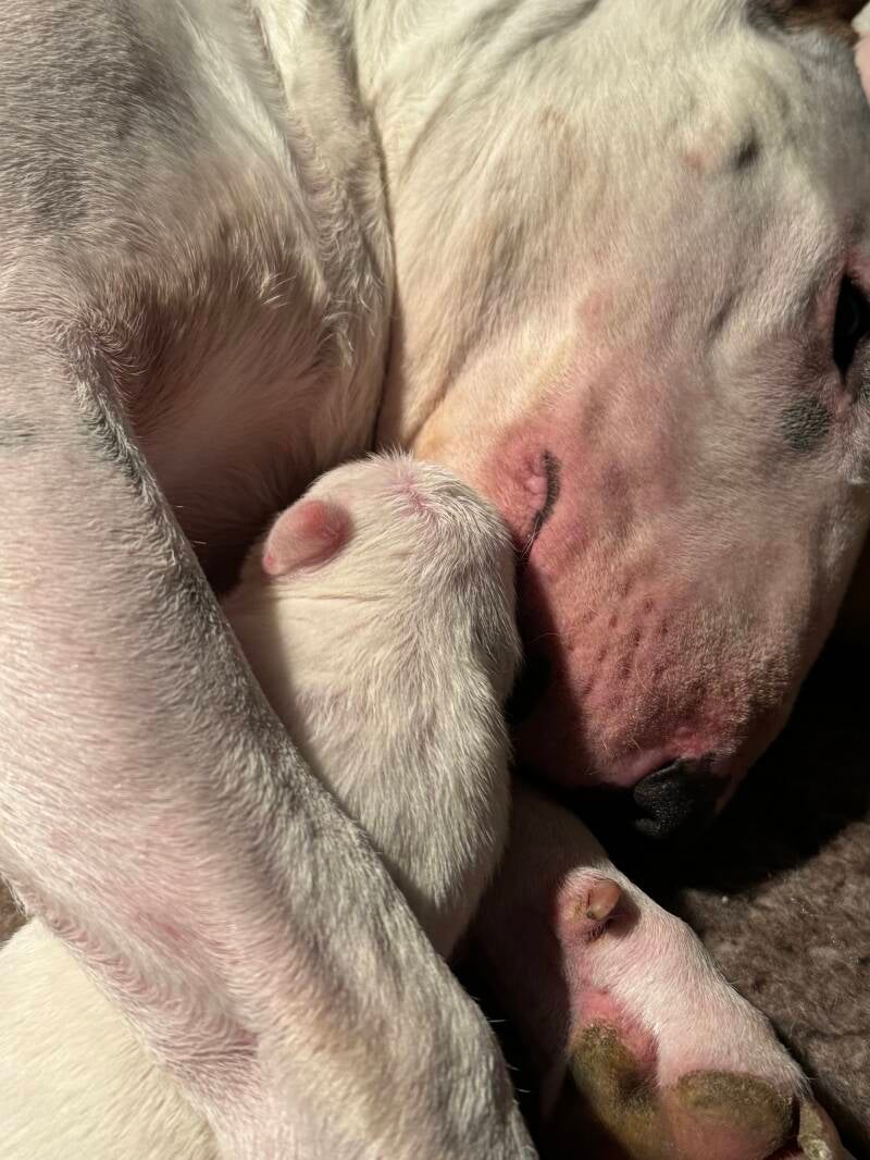 bull terrier mladički