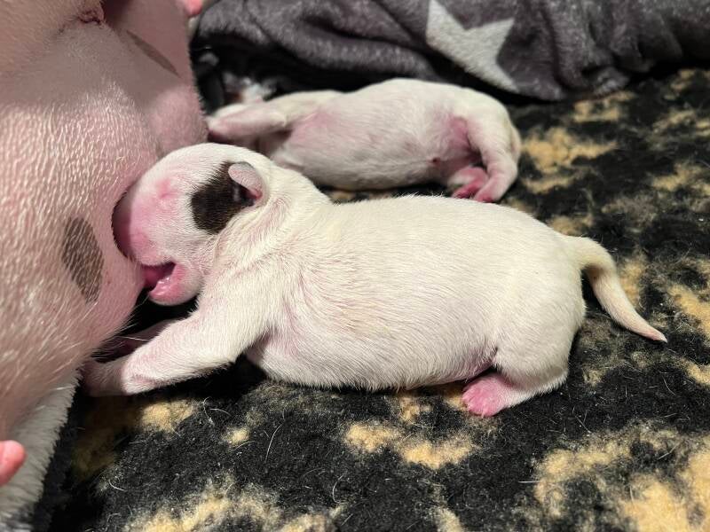 bull terrier mladički