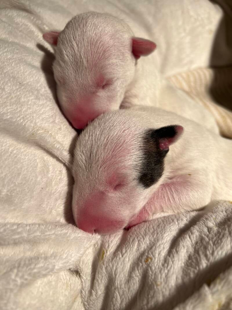 bull terrier mladički