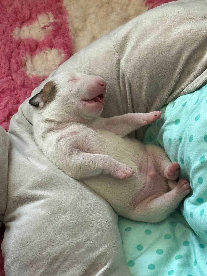 bull terrier mladički