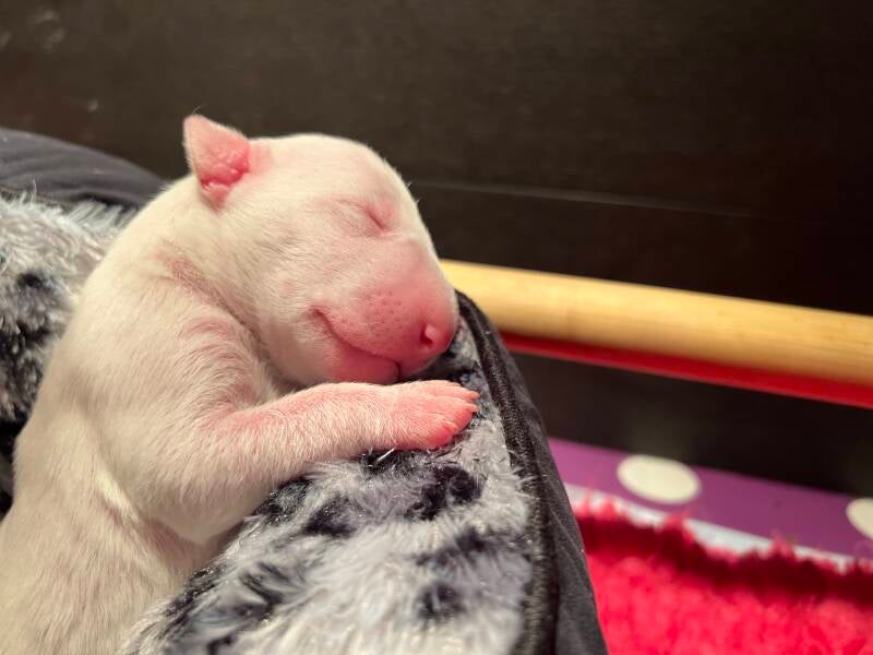 bull terrier mladički