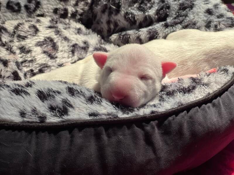 bull terrier mladički