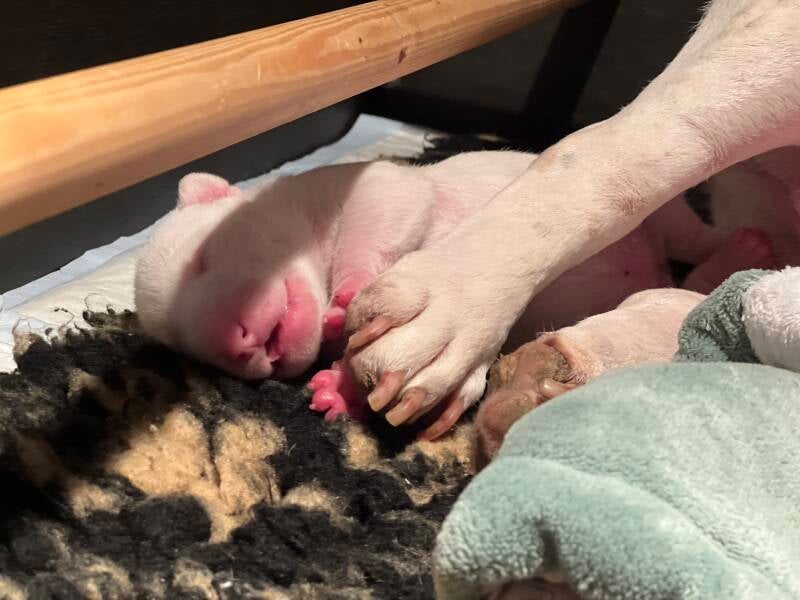 bull terrier mladički