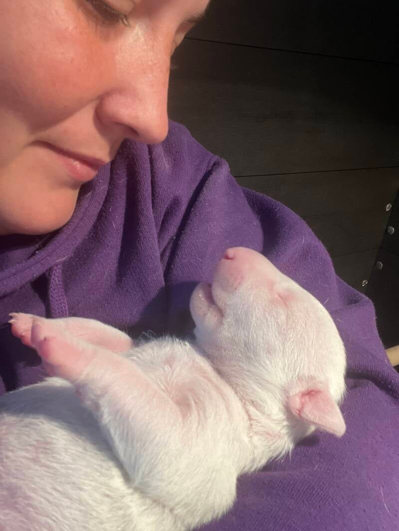 bull terrier mladički