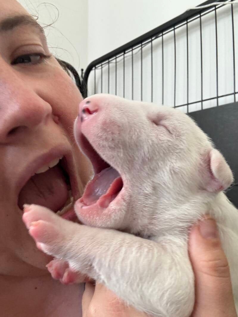bull terrier mladički