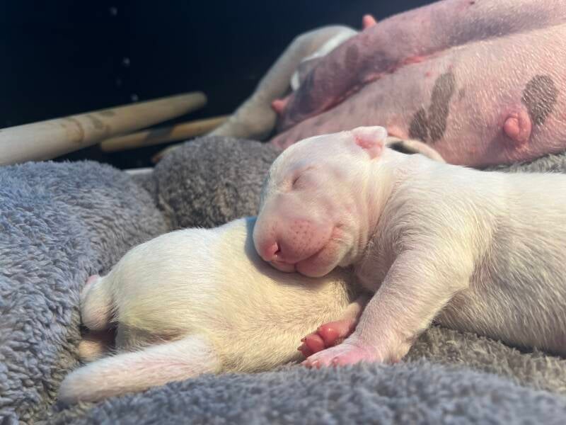 bull terrier mladički