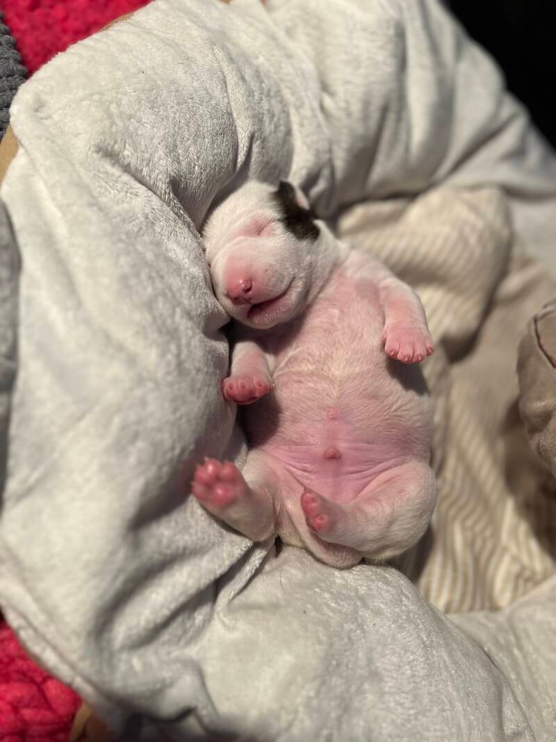 bull terrier mladički