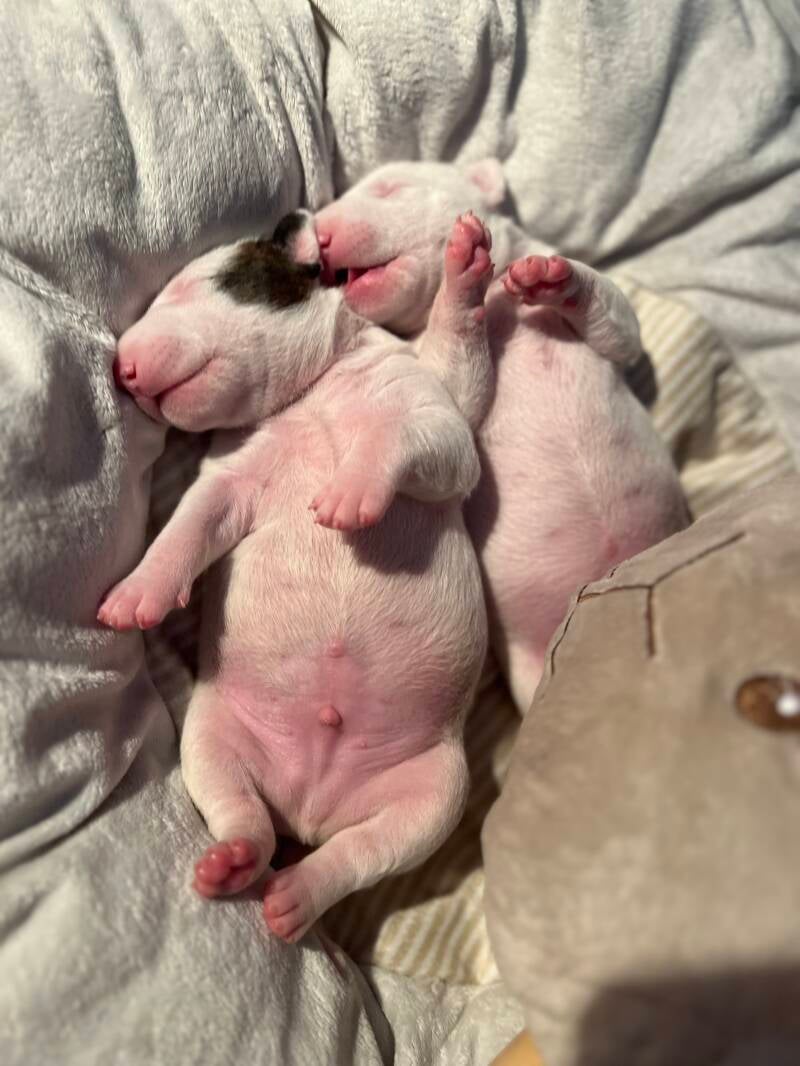 bull terrier mladički