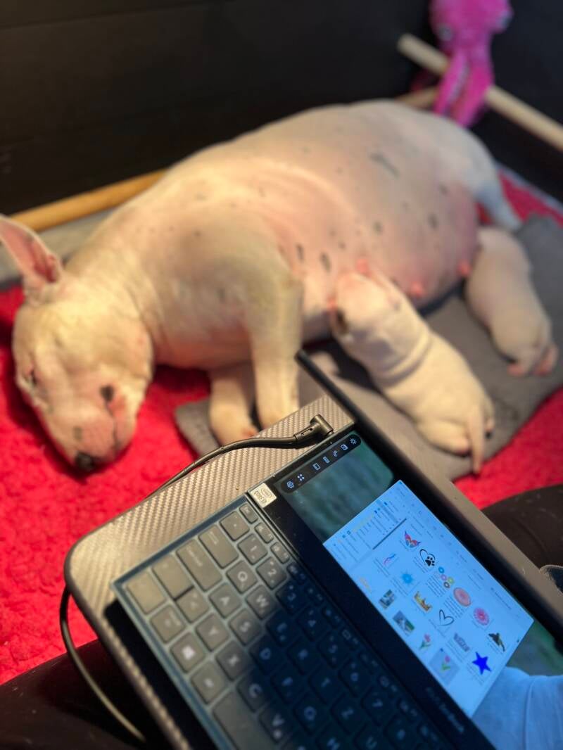 bull terrier mladički