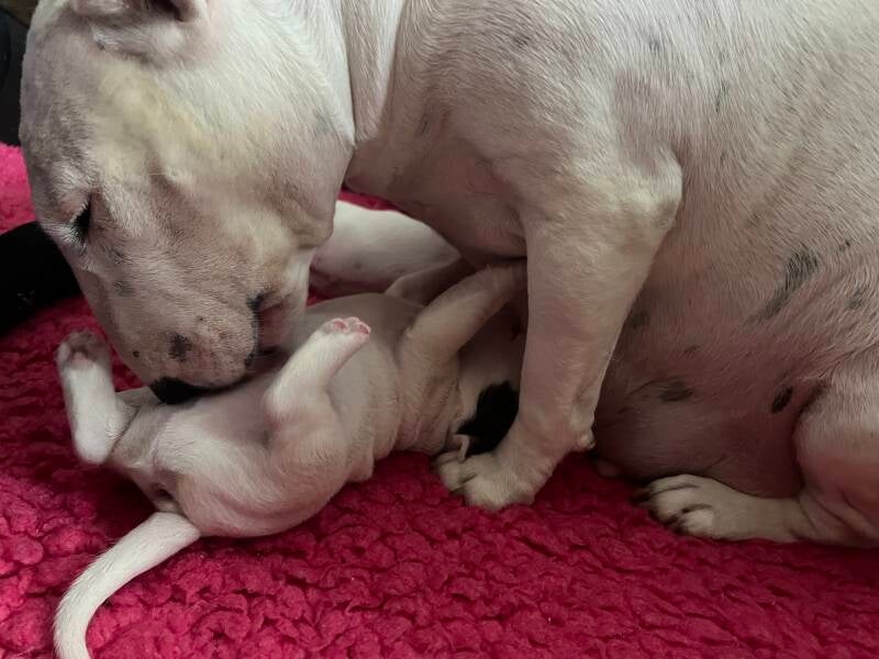 bull terrier mladički