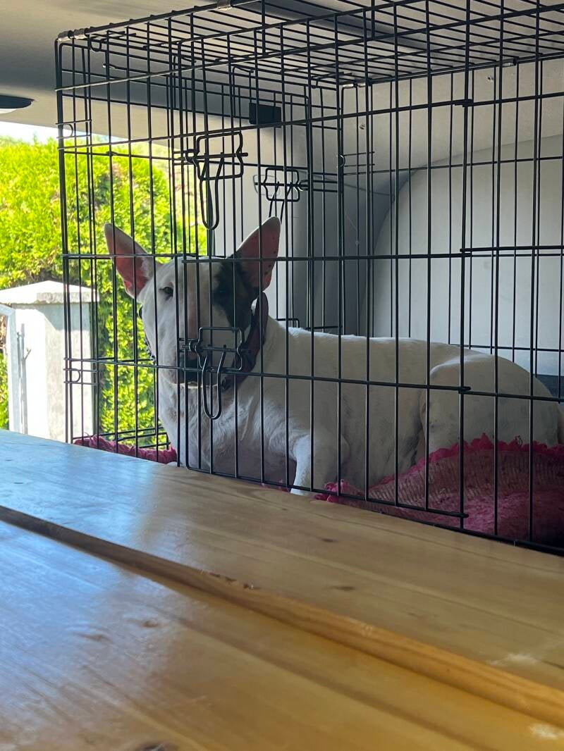 BULL TERRIER SLOVENIJA