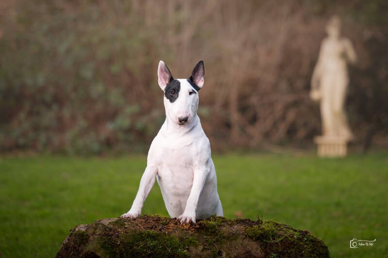 Poisson Ivy Illusionist's Charm