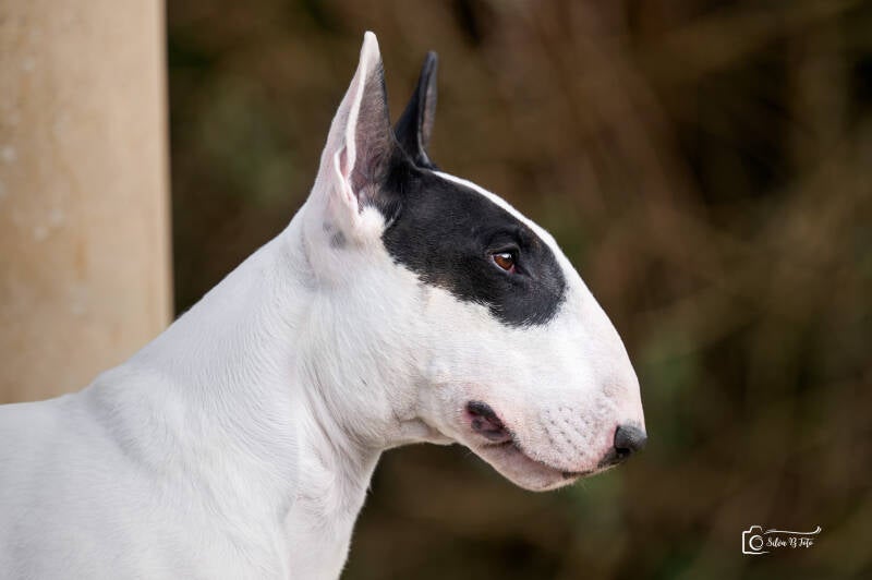 Poisson Ivy Illusionist's Charm