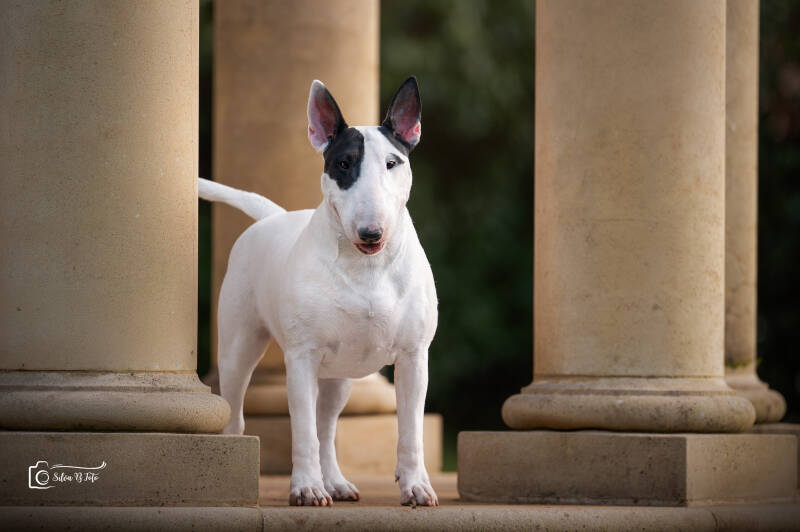 Poisson Ivy Illusionist's Charm