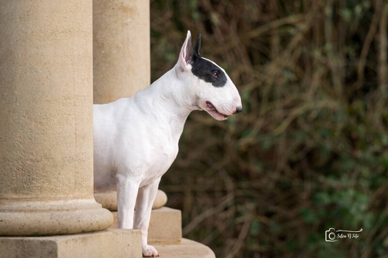 Poisson Ivy Illusionist's Charm