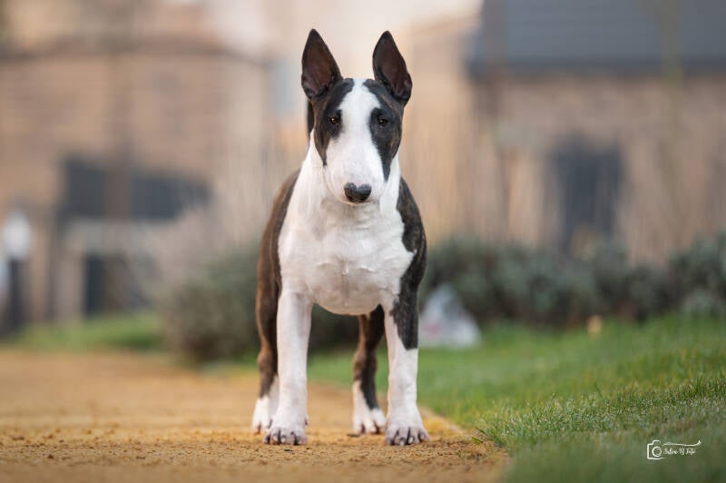 POISSON IVY WHOOPSIE DAISY